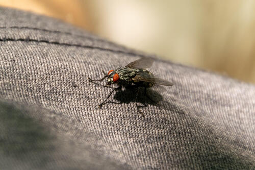 Fly closeup